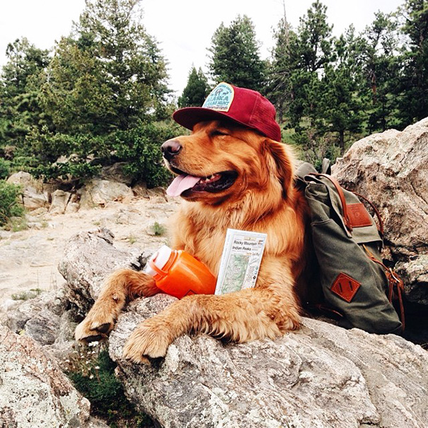 traveling-dog-aspen-the-mountain-pup-instagram-2